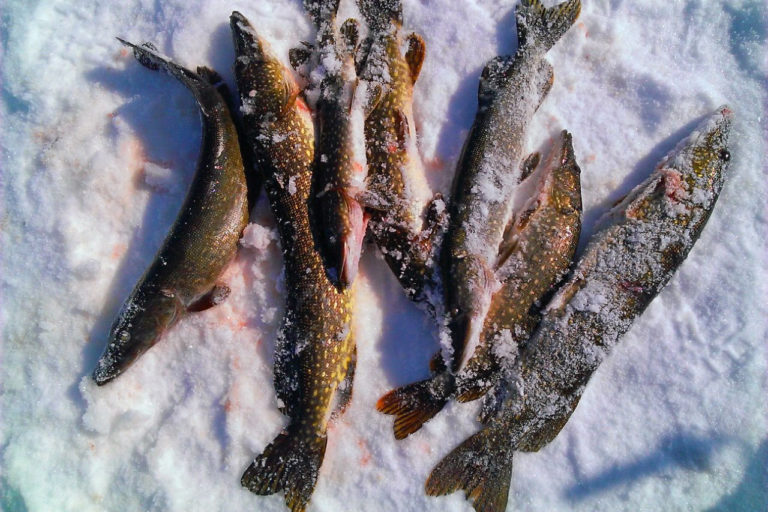 Зимняя рыбалка на базе Рыбоход